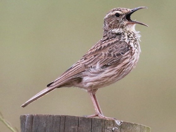 AGULHAS LONG-BILLED LARK 