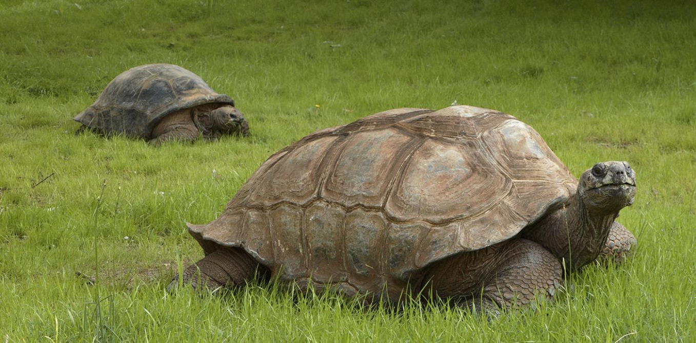 ALDABRA GIANT TORTOISES