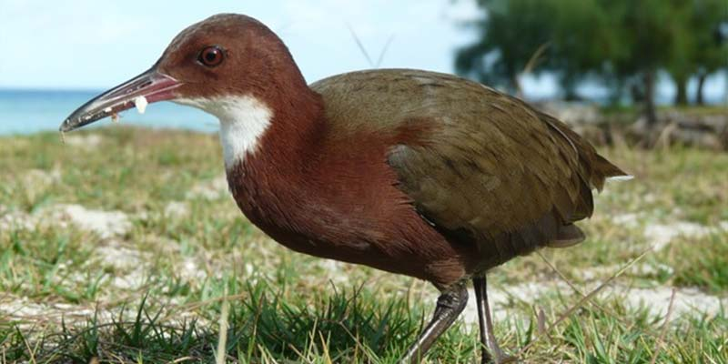 ALDABRA RAIL