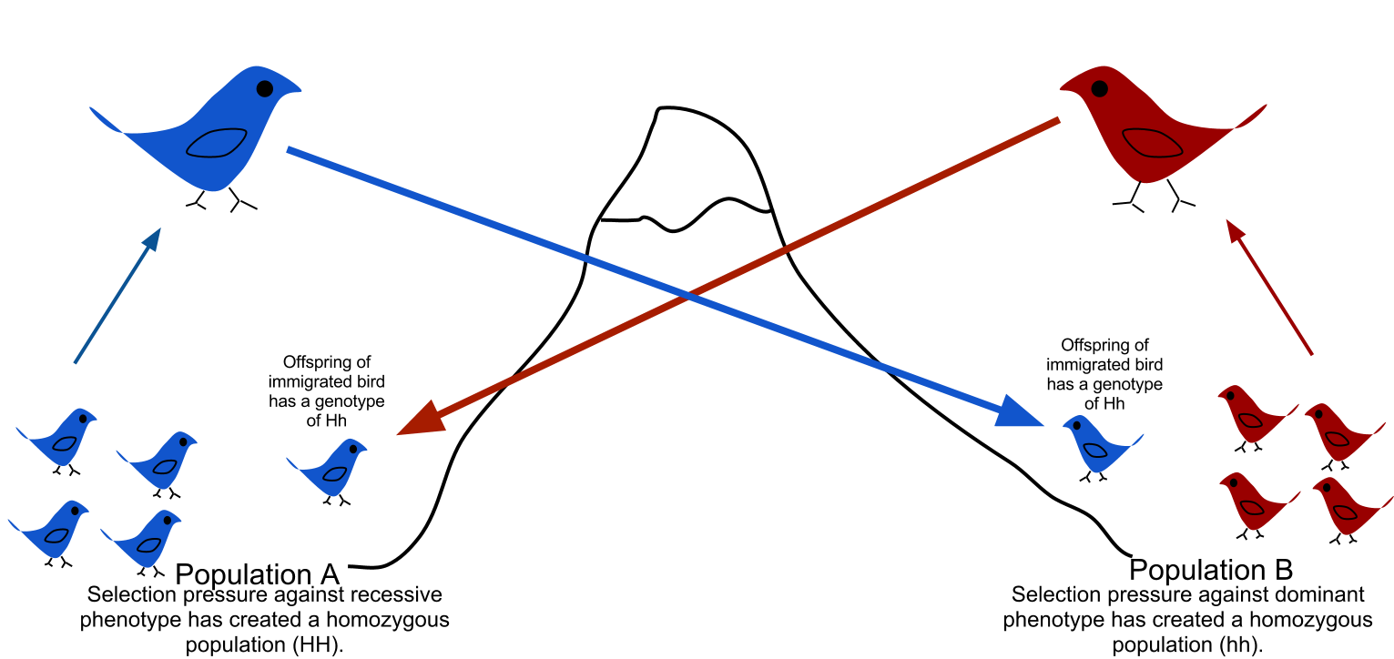 ARTICLE OF THE WEEK: GENE FLOW