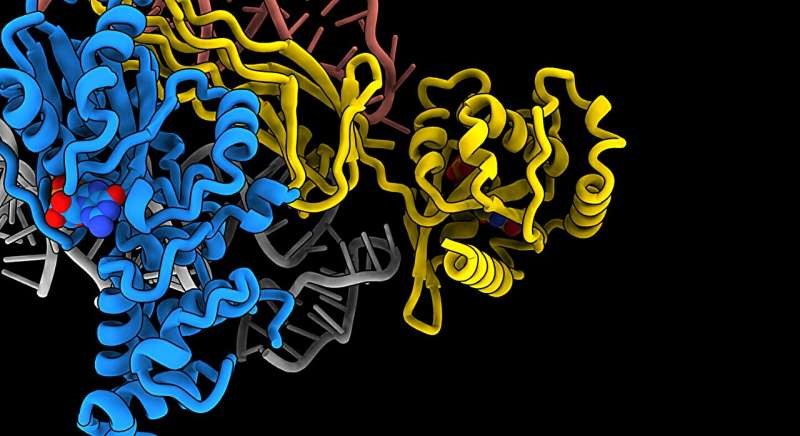 ARTICLE OF THE WEEK: RIBOSOMES
