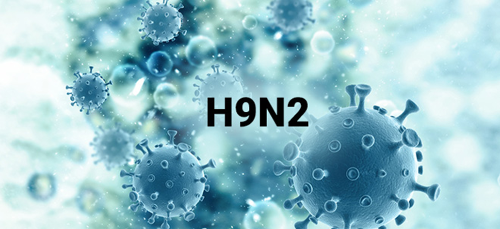 AVIAN INFLUENZA VIRUS (H9N2)