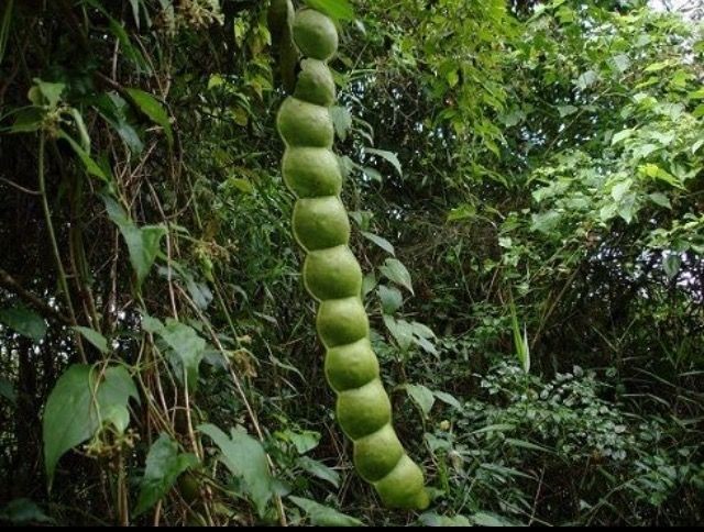 African Dream Herb