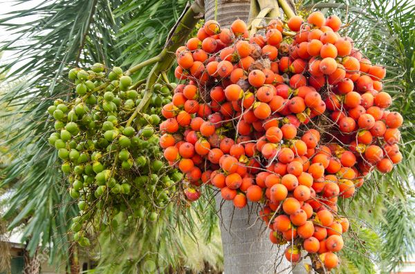 Arecanut Varieties in Tirthahalli Region