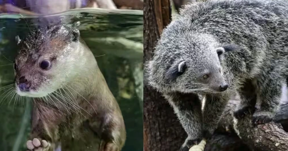 BINTURONG AND SMALL-CLAWED OTTER
