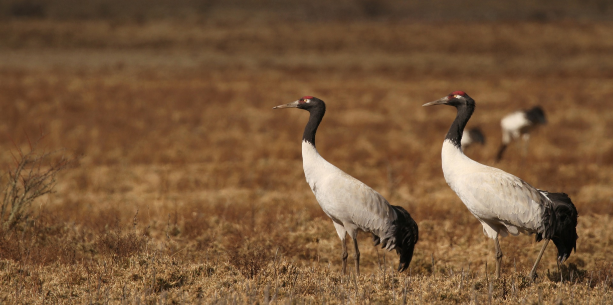 BLACK-NECKED CRANE