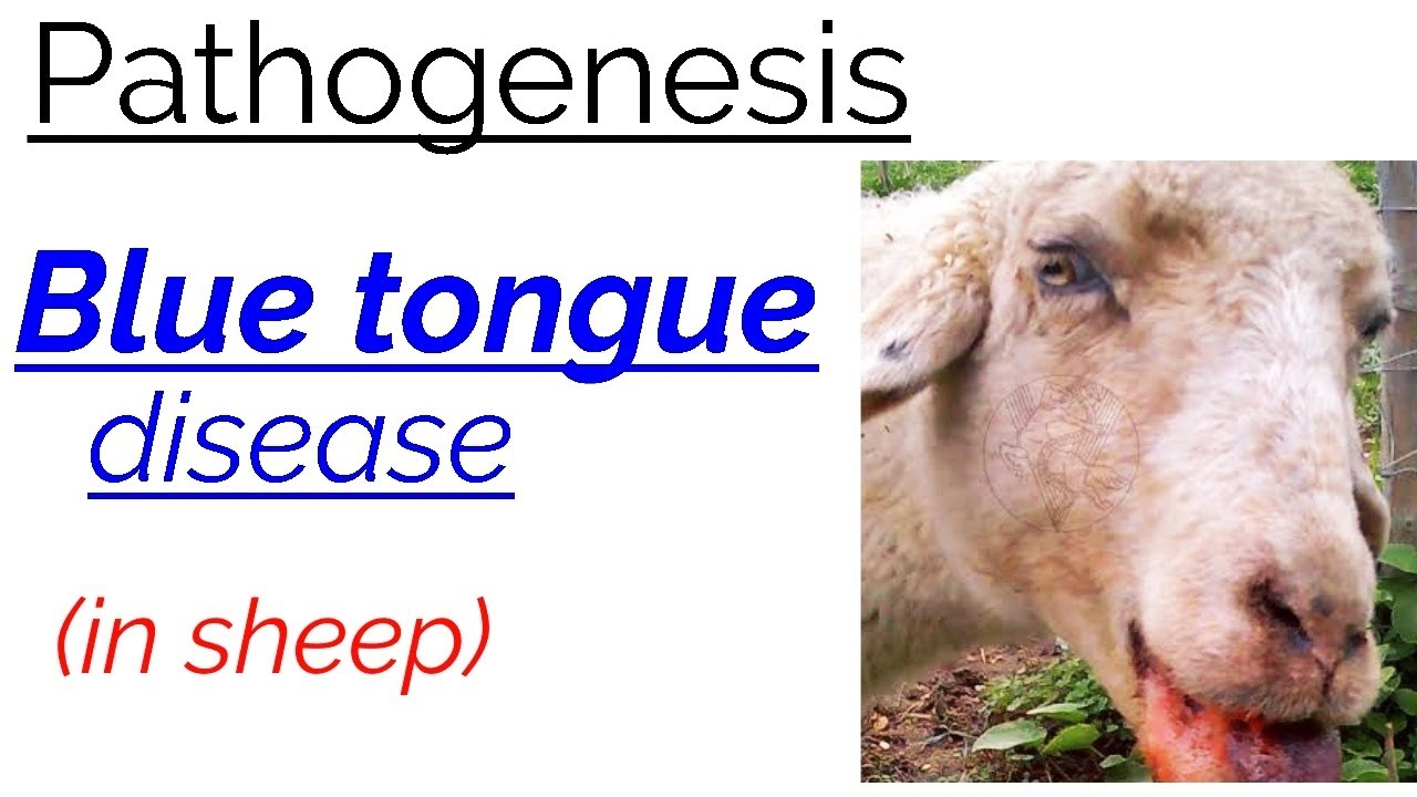 BLUETONGUE DISEASE