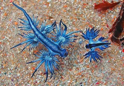 BLUE DRAGONS (Glaucus atlanticus)