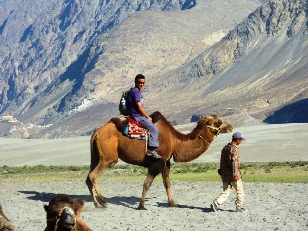 Bactrian Camel