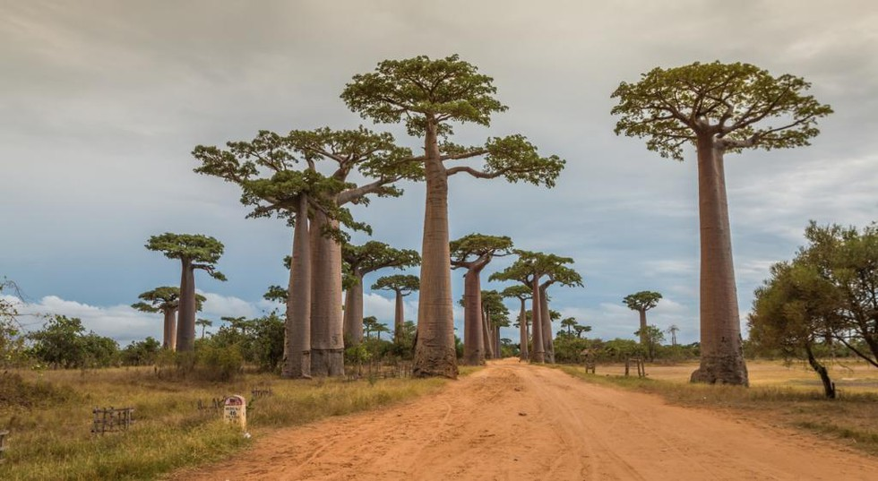 Baobab