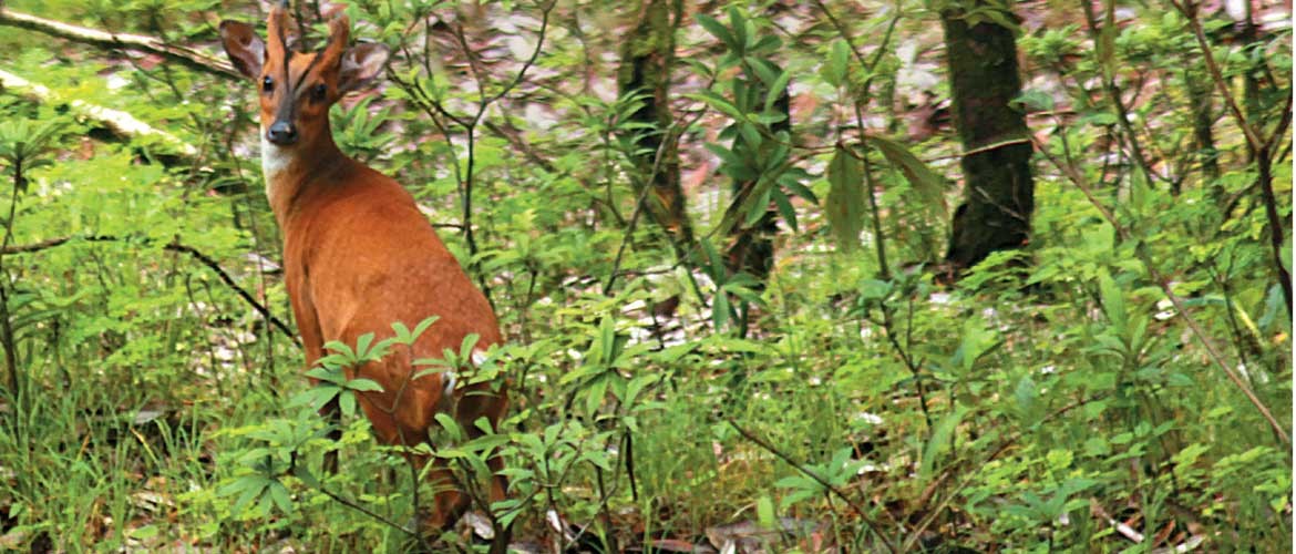 Binsar Wildlife Sanctuary