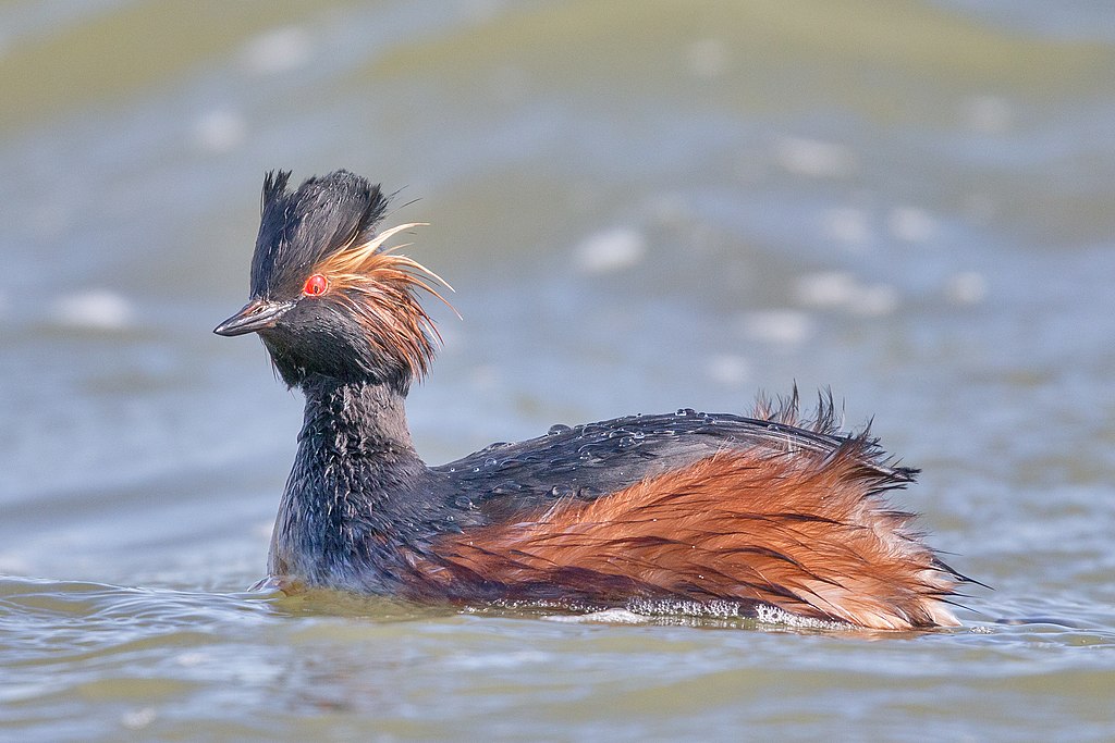 Black-necked Grebe and Hokersar Wetland