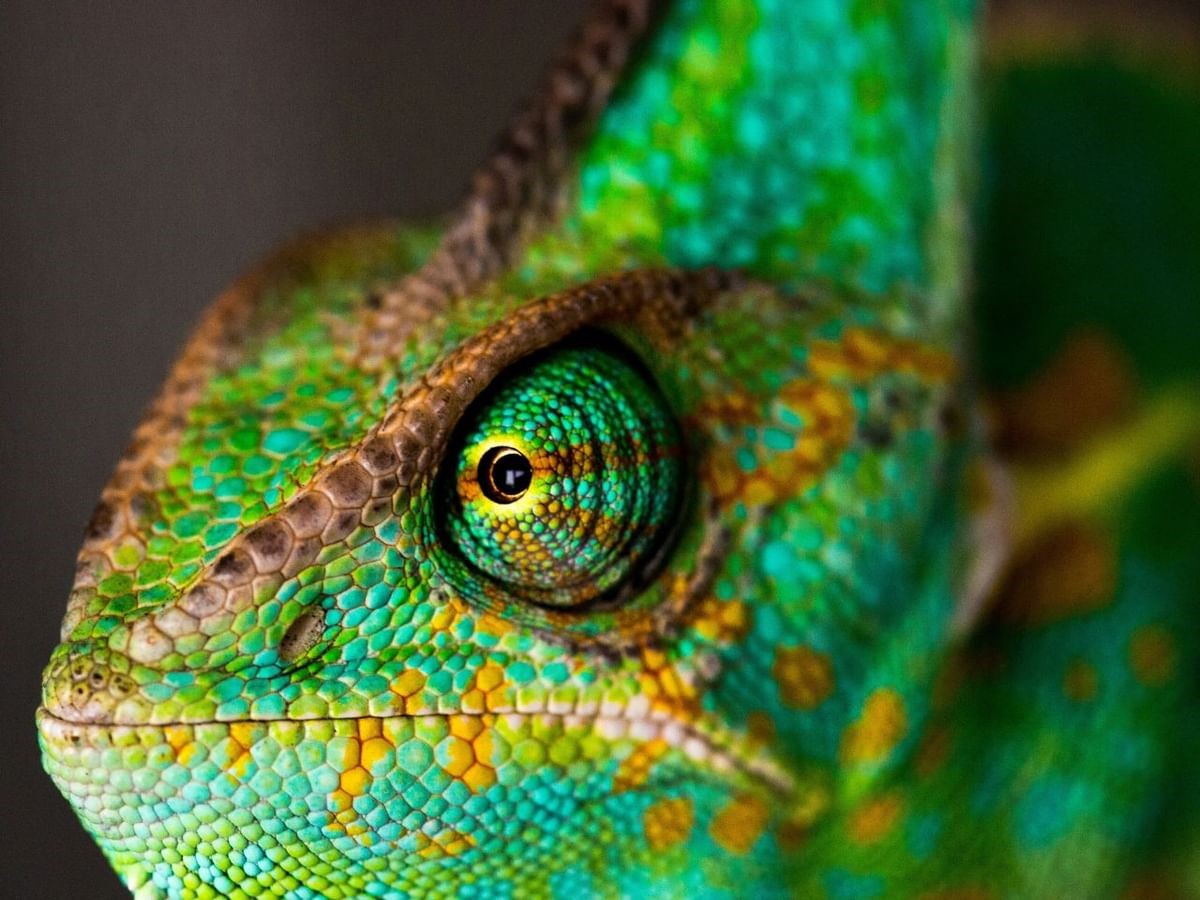 CHAMELEON TROJAN MALWARE