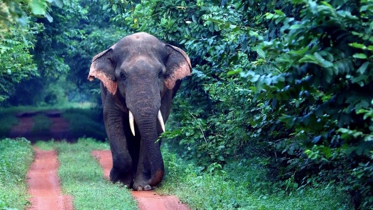 CHANDAKA WILDLIFE SANCTUARY