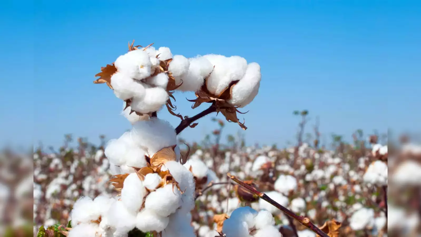 COTTON SECTOR IN INDIA
