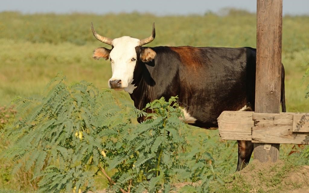 CRIOLLO BREED OF CATTLE