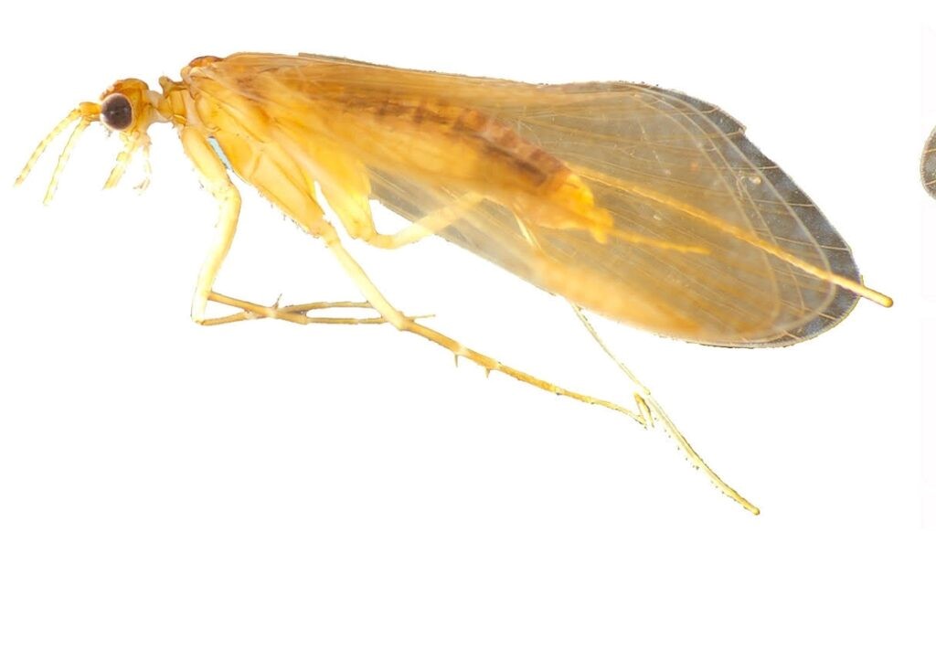 Caddisfly