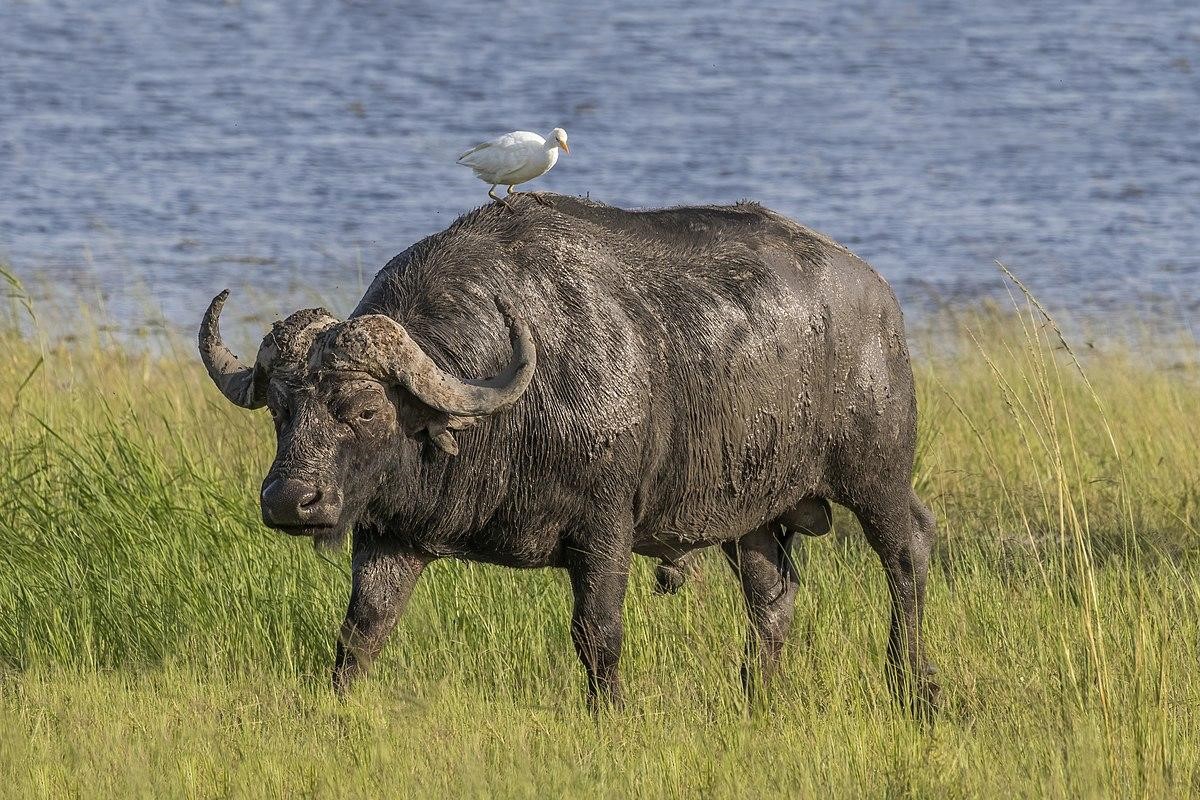 Cape Buffalo