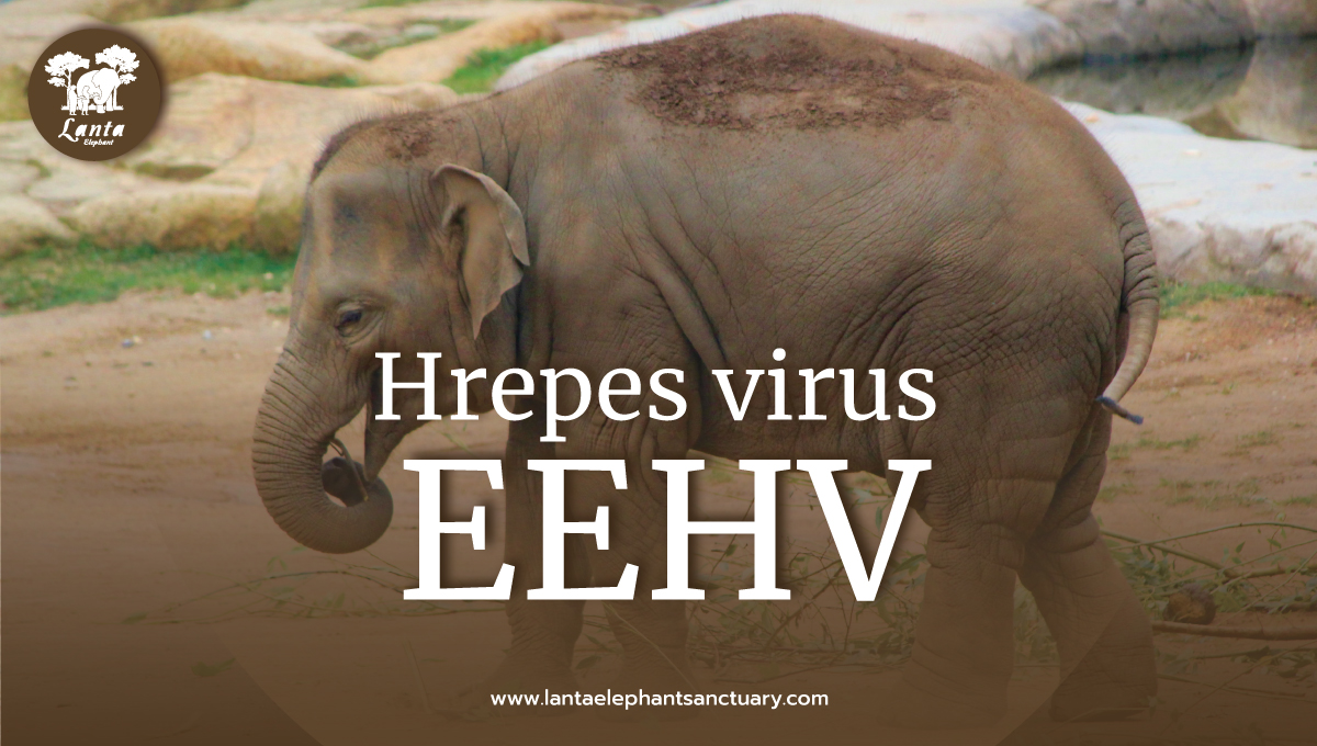 ELEPHANT ENDOTHELIOTROPIC HERPESVIRUS