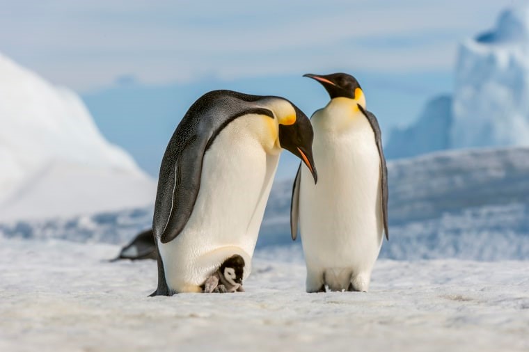 EMPEROR PENGUIN