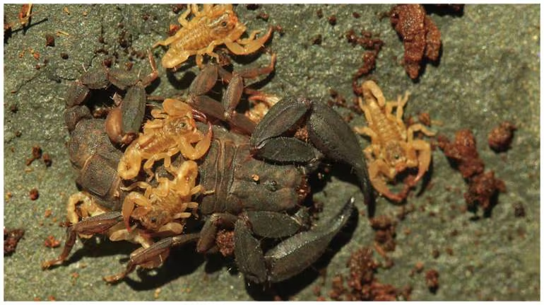 EUSCORPIOPS KRACHAN