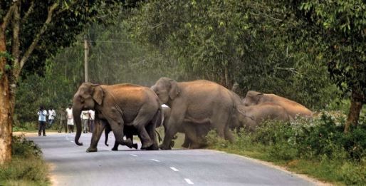 Elephant corridors