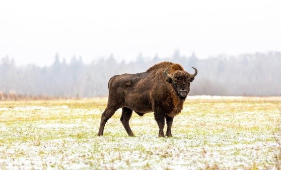 European Bison