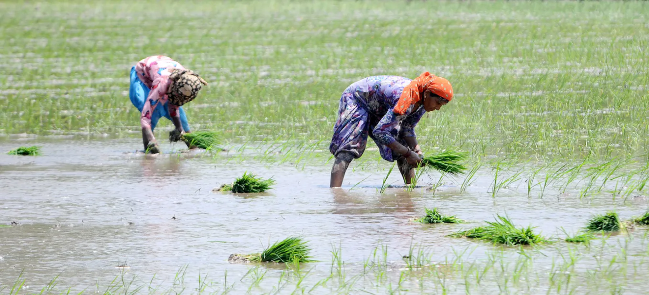 FARM AND FOOD POLICY