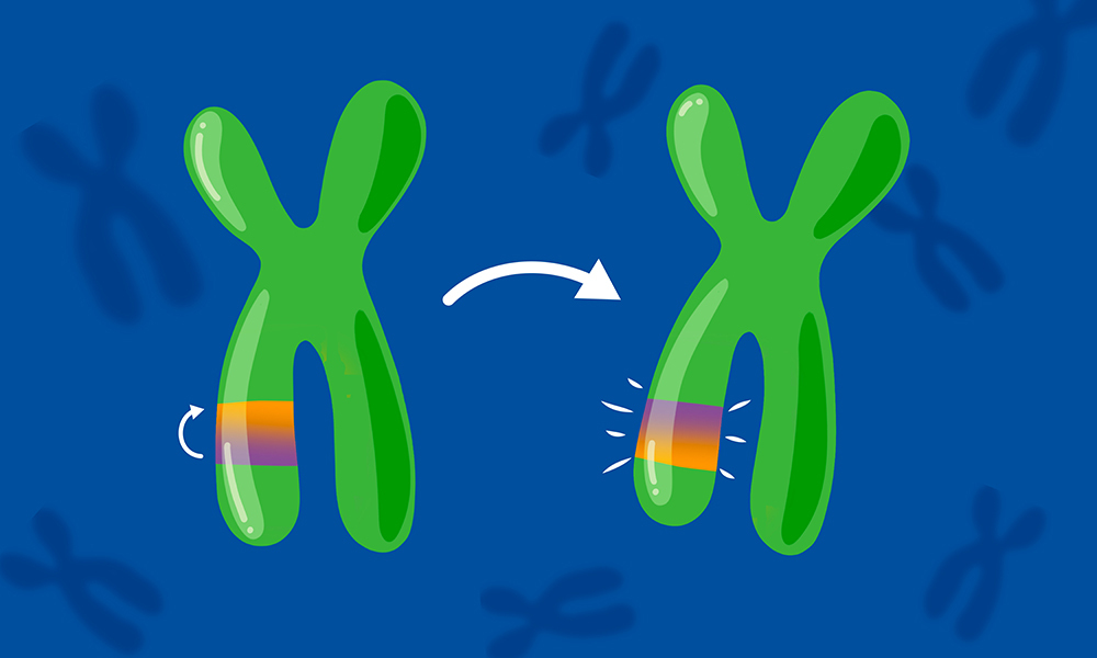 FLIP MUTATION