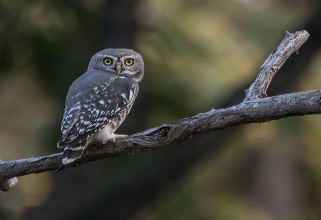 FOREST OWLET