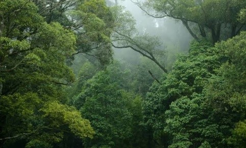 Forest Conservation Amendment Act of 2023