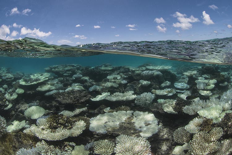 Fourth global mass coral bleaching event