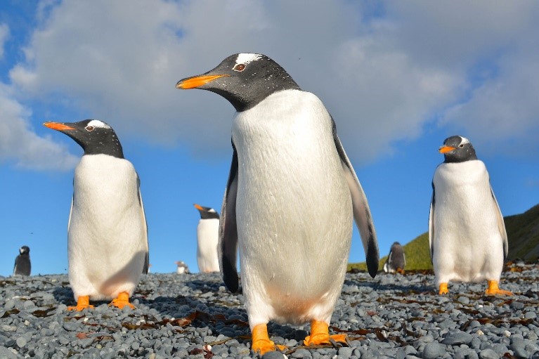 GENTOO PENGUIN