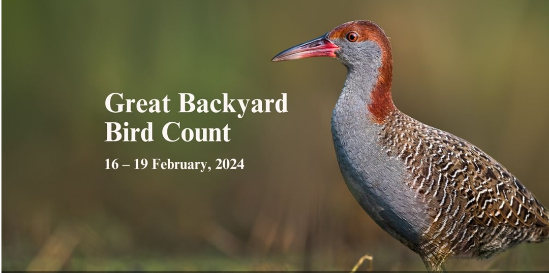 GLOBAL GREAT BACKYARD BIRD COUNT (GBBC) 2024