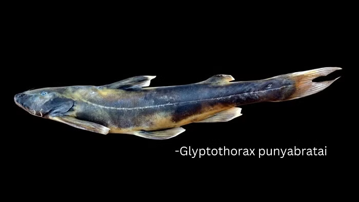 Glyptothorax punyabratai