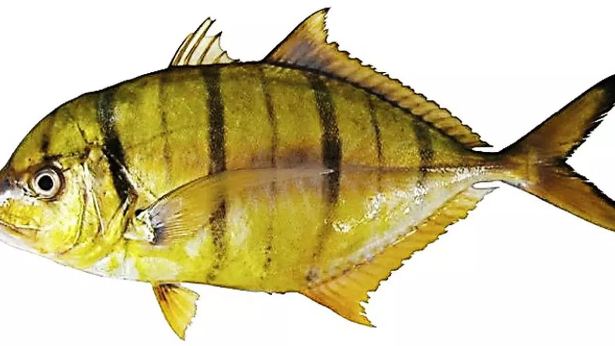 Golden Trevally