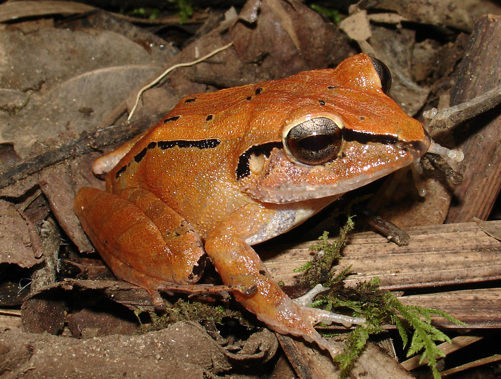 Haddadus binotatus