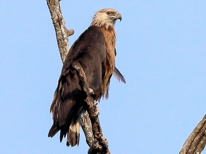 Haliaeetus leucoryphus: Pallas's Sea Eagle