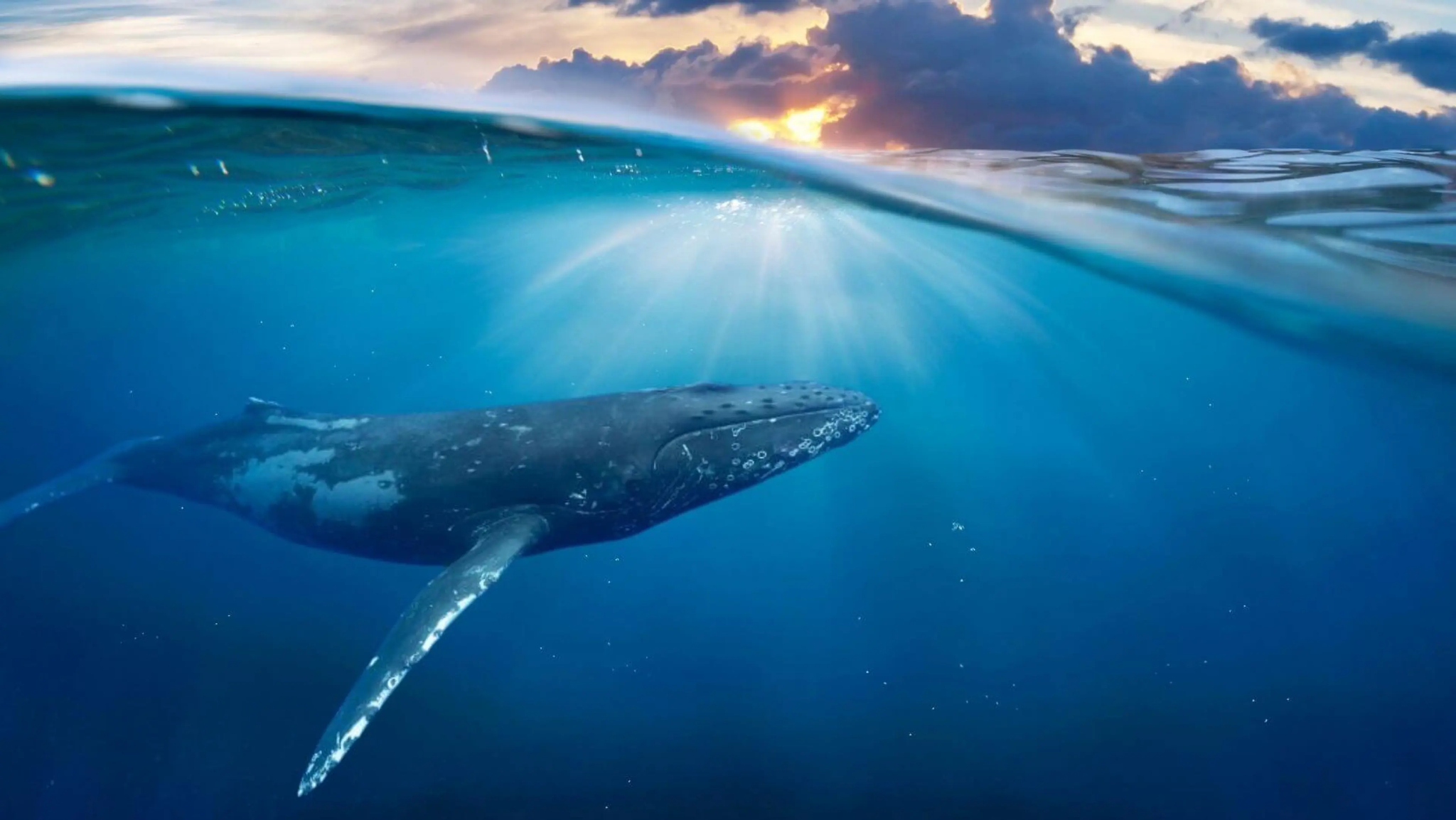 He Whakaputanga Moana