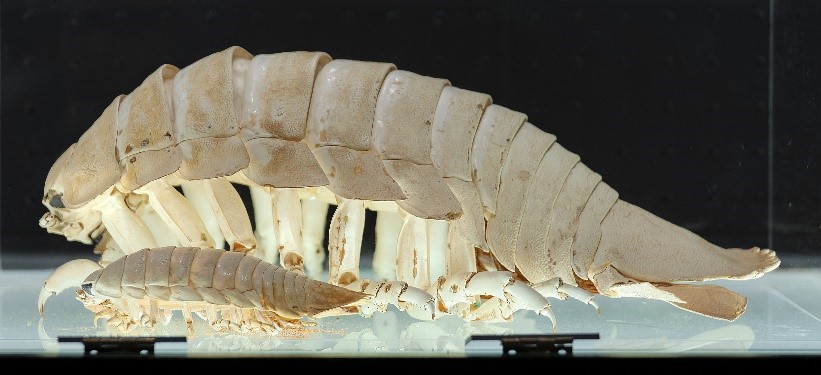 ISOPOD