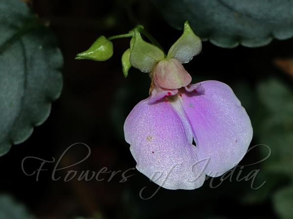 Impatiens uncinata