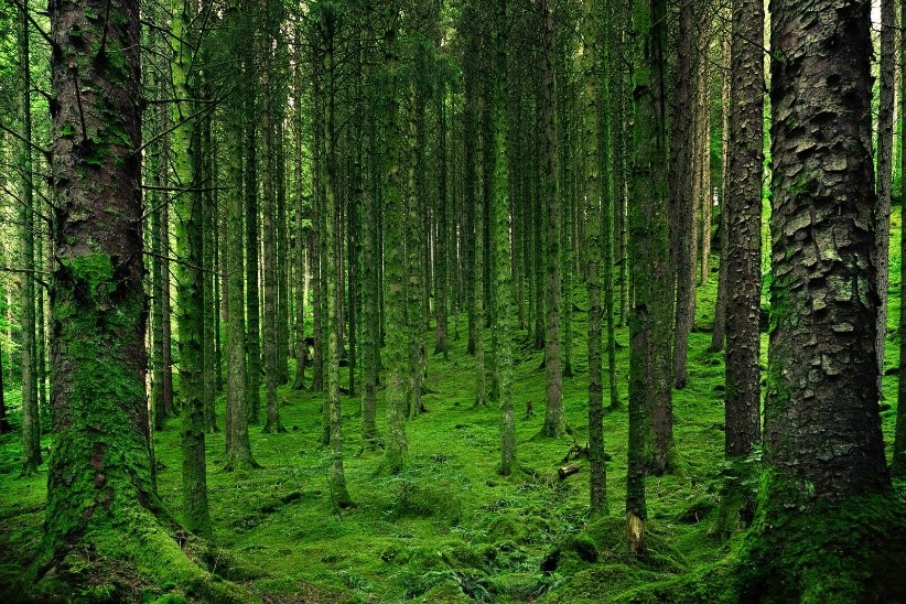 Indian Forest & Wood Certification Scheme