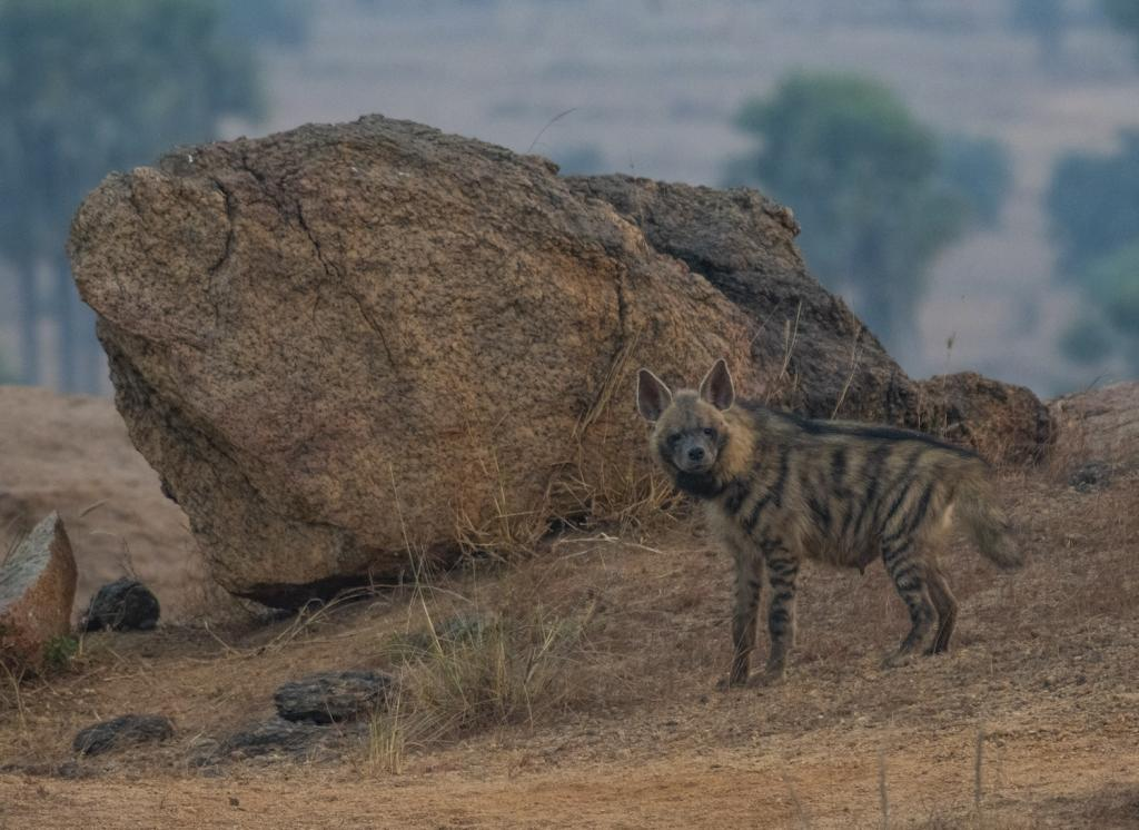 International Hyena Day