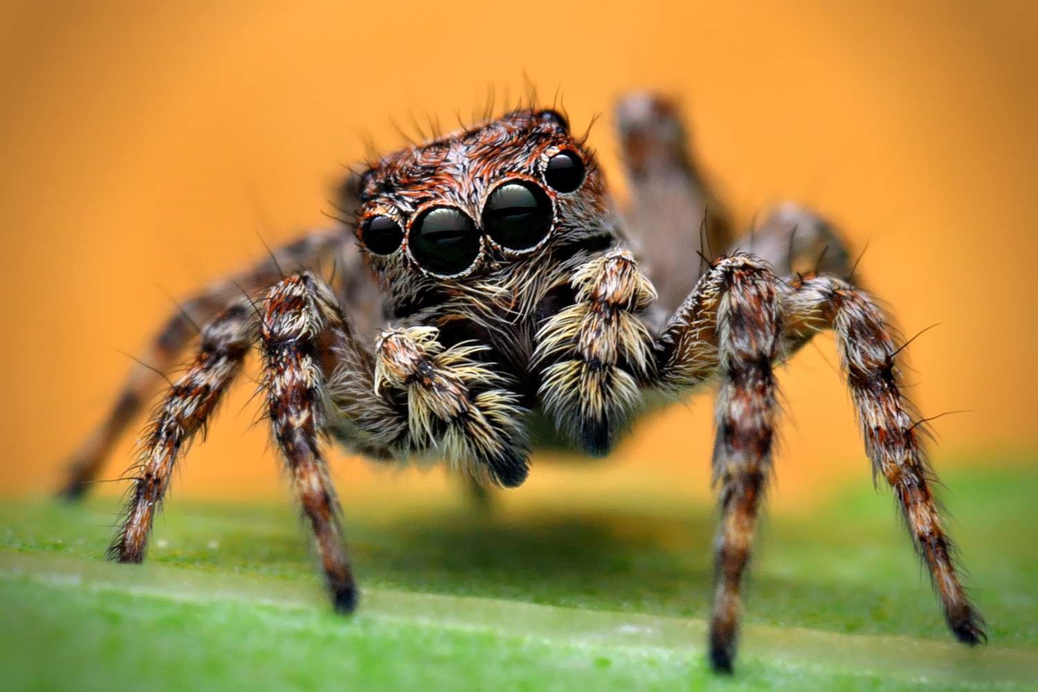 Jumping Spiders