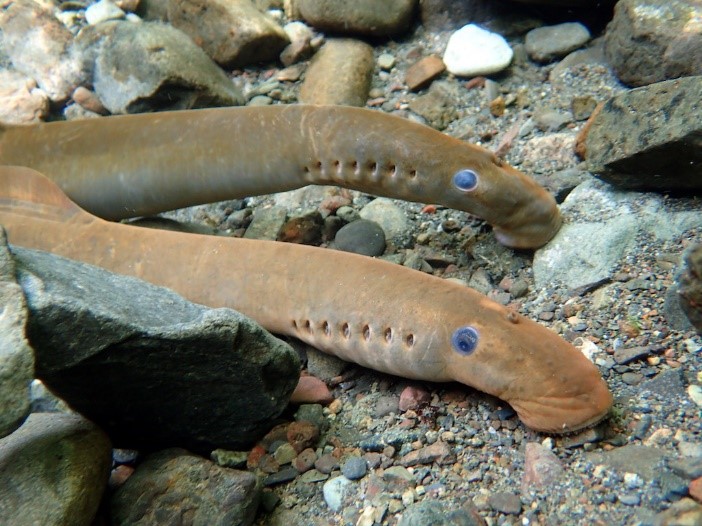 LAMPREY FISH