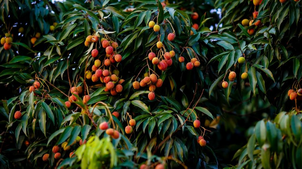 LITCHI CULTIVATION IN INDIA