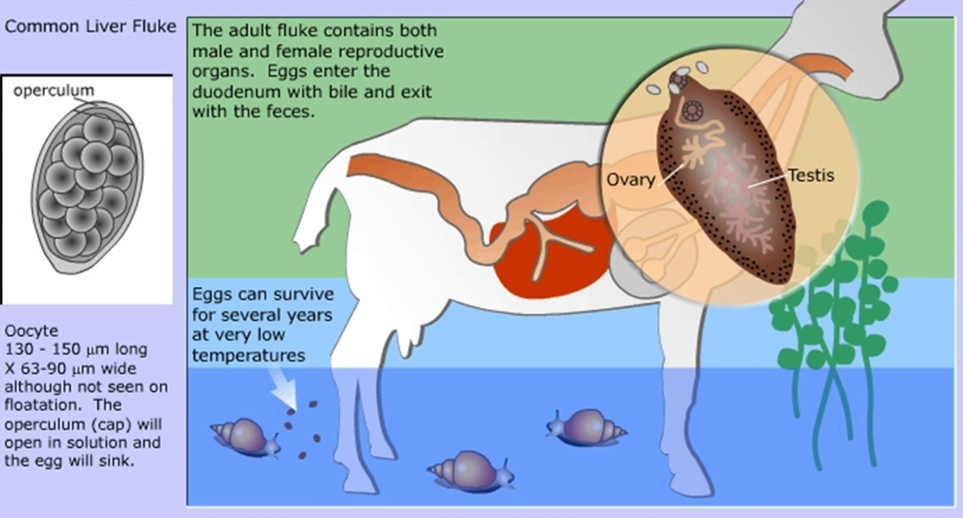 LIVER FLUKE