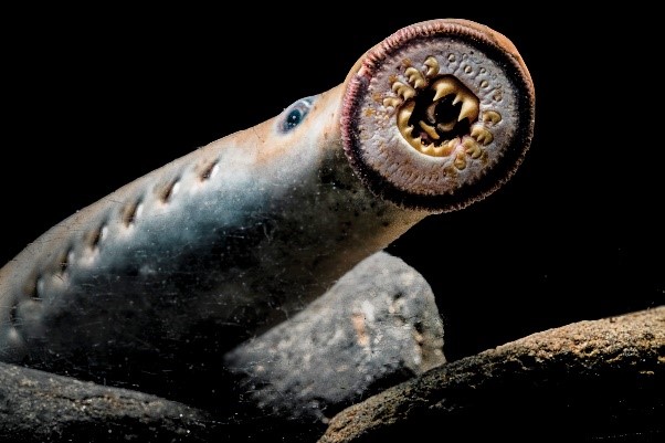 Lamprey