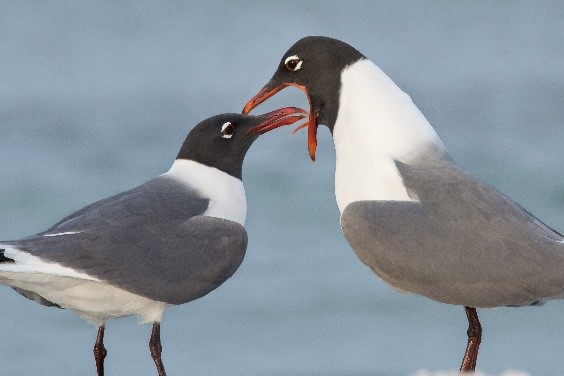 Laughing Gull