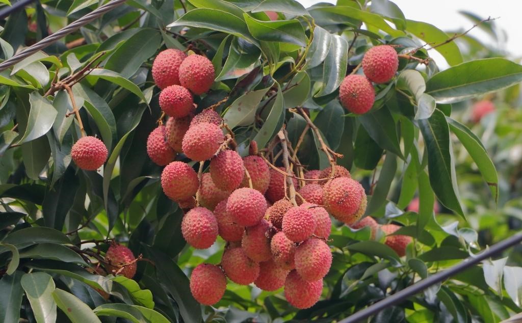 Litchi Cultivation 